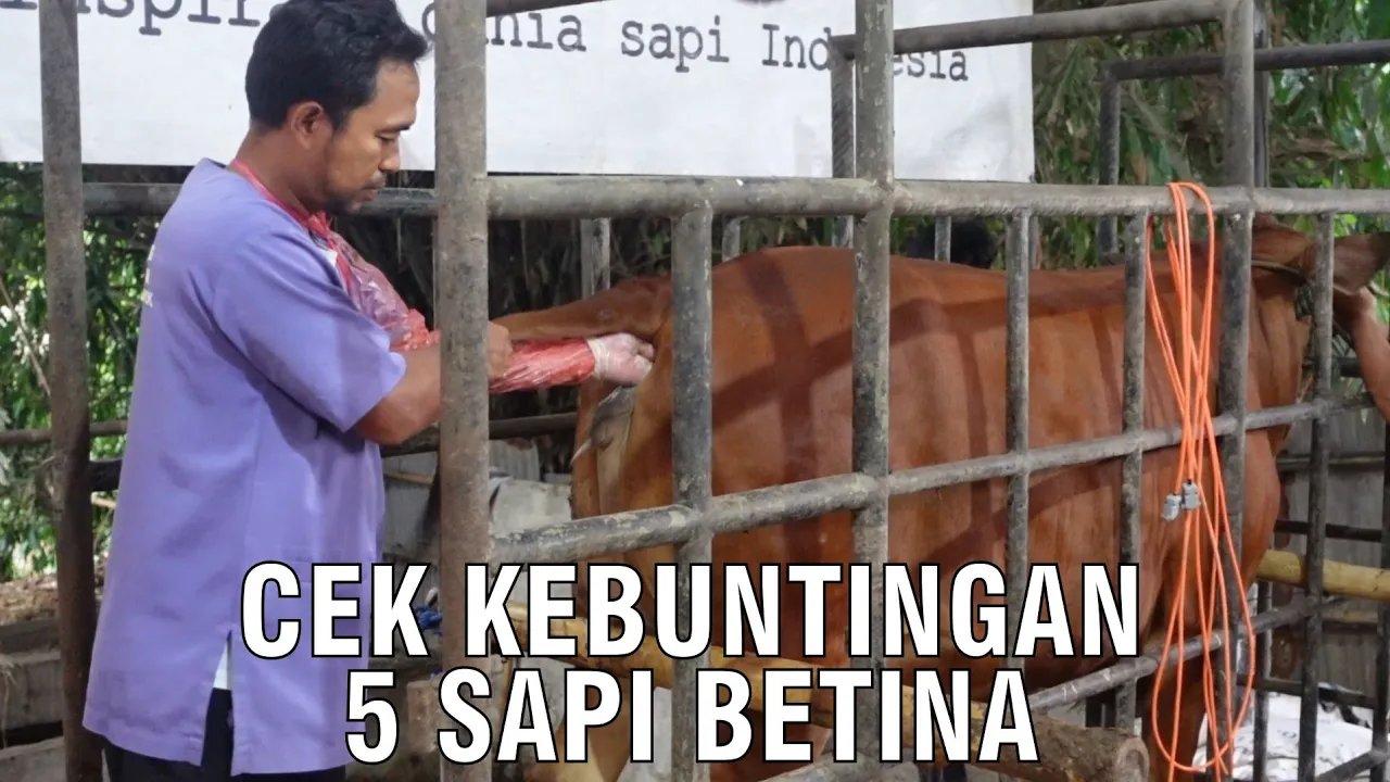 
                                 Cek-Kebuntingan-5-Sapi-Betina